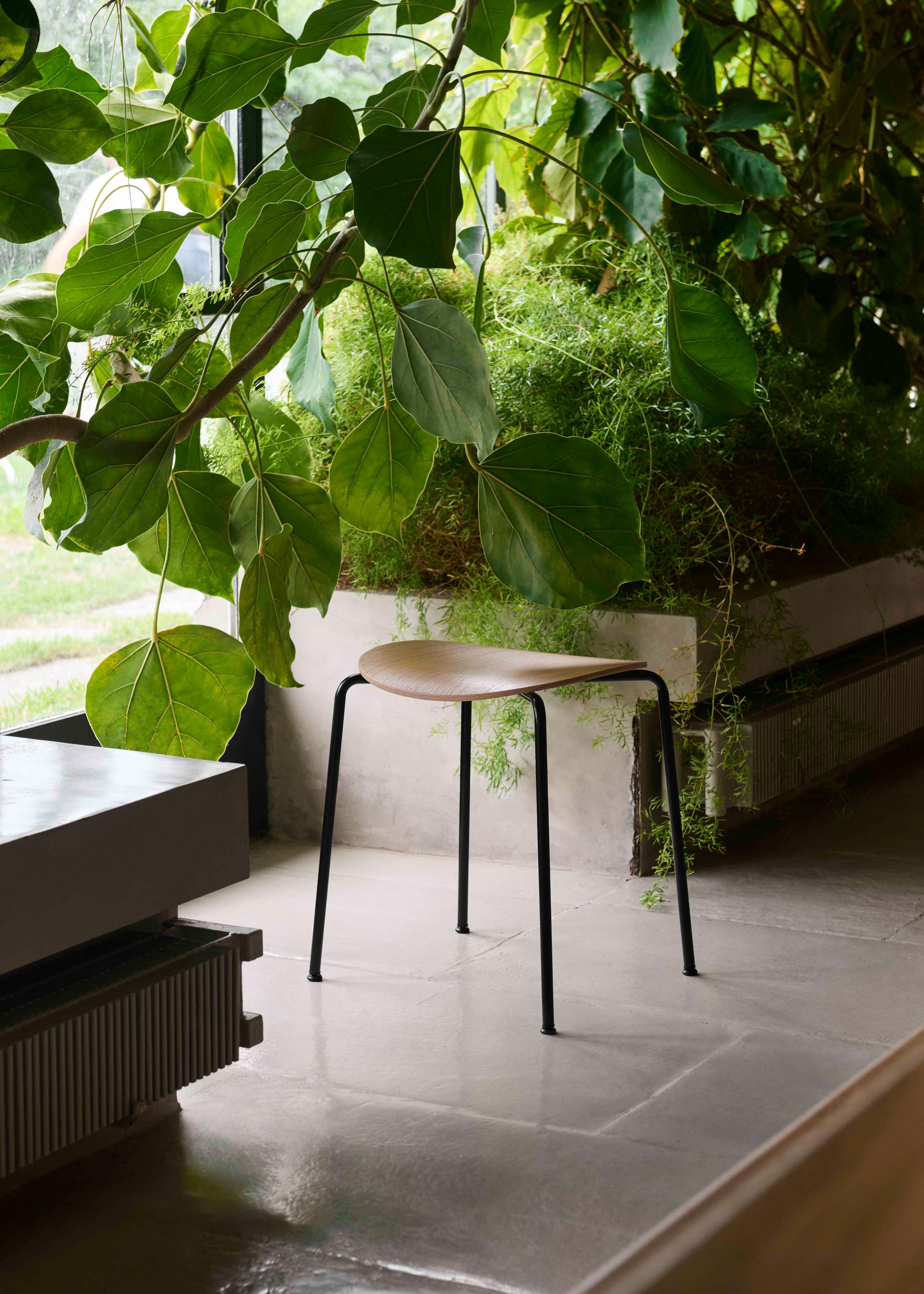 Stolička PAVILION AV36 z dubového dreva s čiernou oceľovou základňou