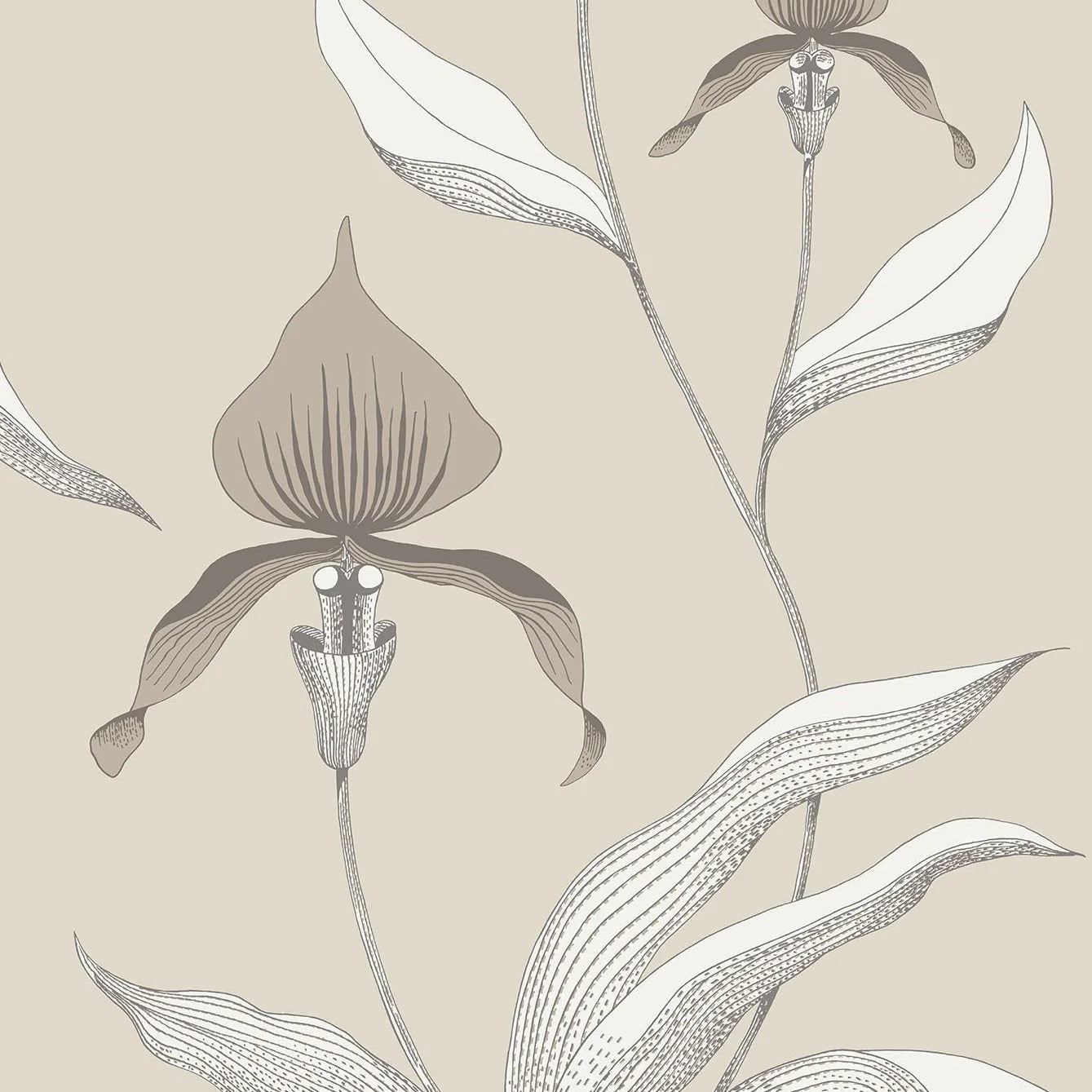 Tapeta s rastlinným motívom kvetov orchideí SOUČASNÁ KOLEKCE - ORCHIDEA taupe s hnedou