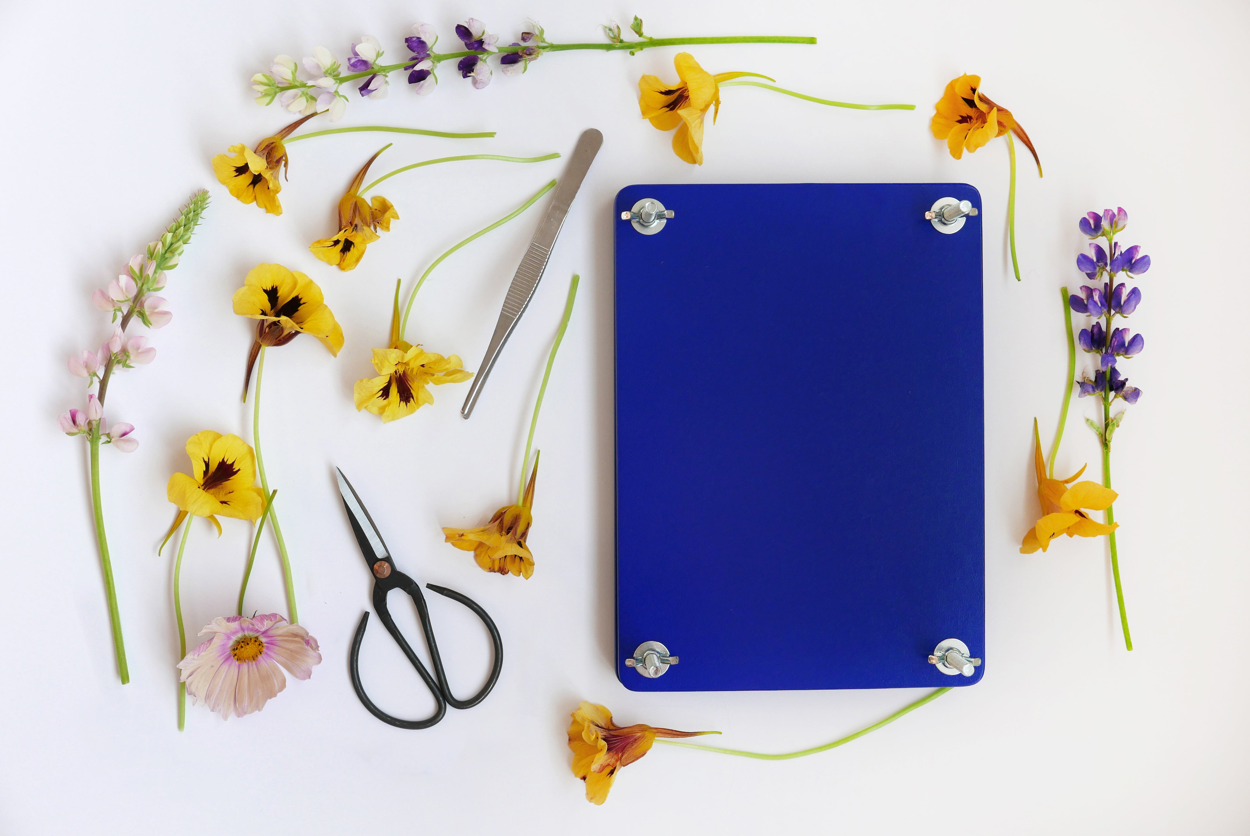 Súprava na sušenie kvetov FLOWER PRESS SET modrá