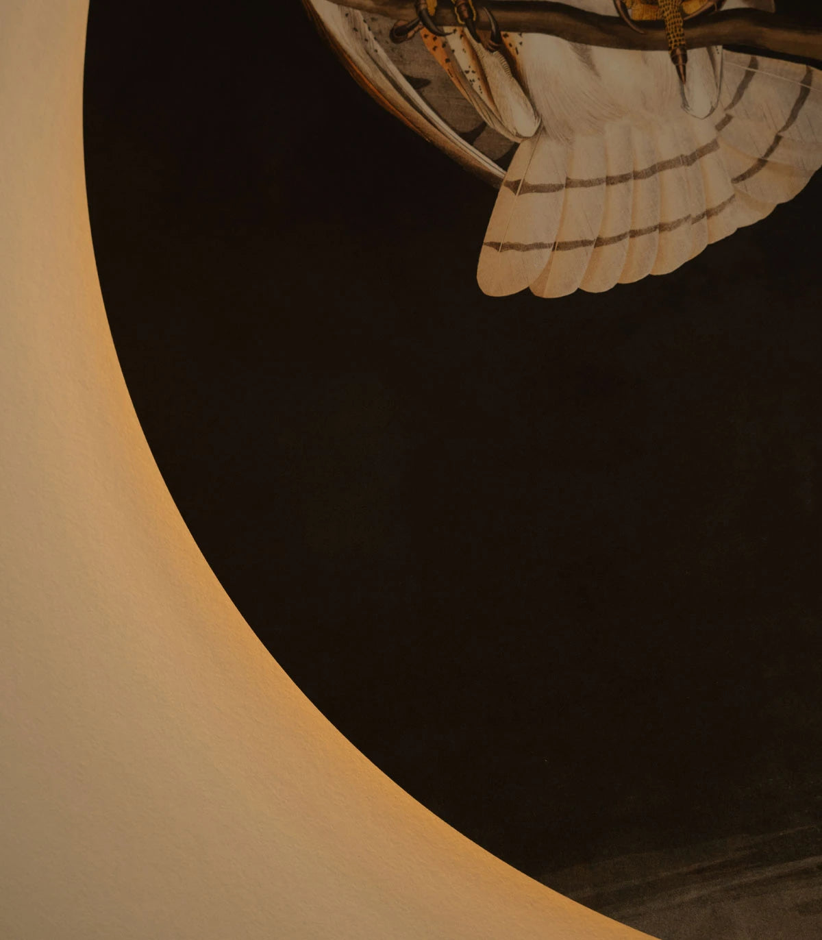 Wall Lamp DOTS LIGHTING - OWLS Dark Gray