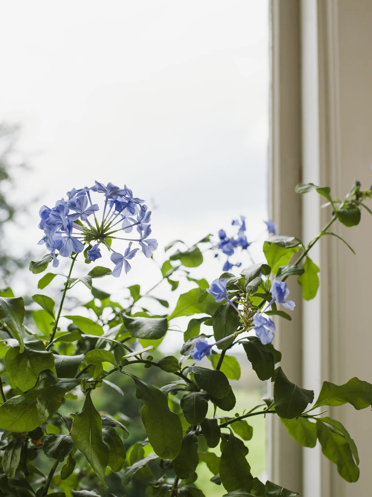 Tapeta s rastlinným motívom kvetov a listov MYRTEN modrá s bielou