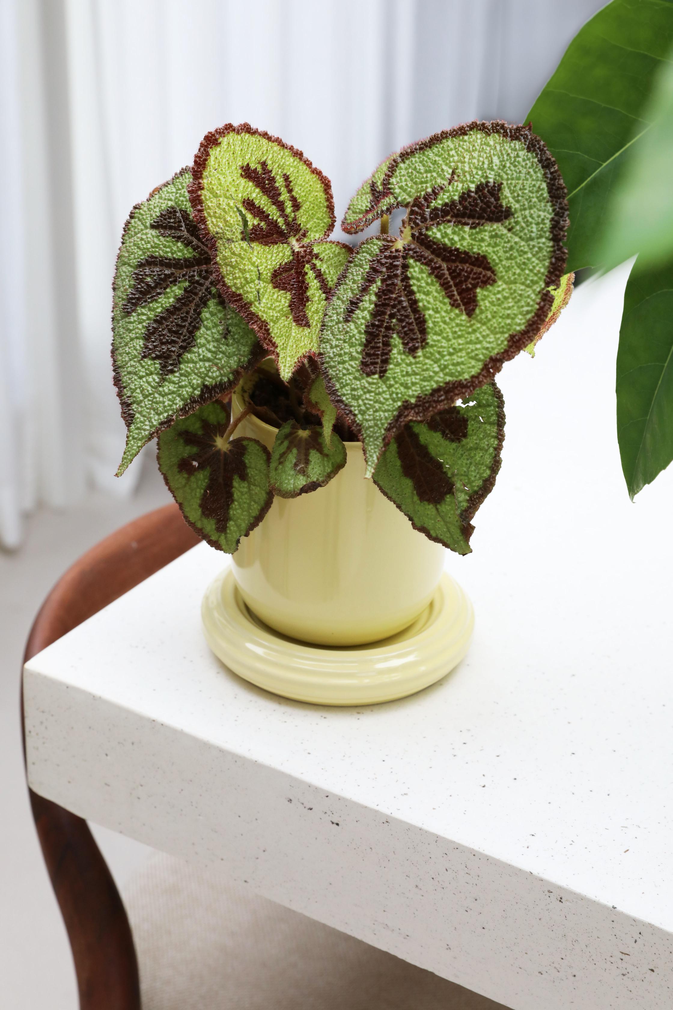 Kvetináč CHURROS žltý