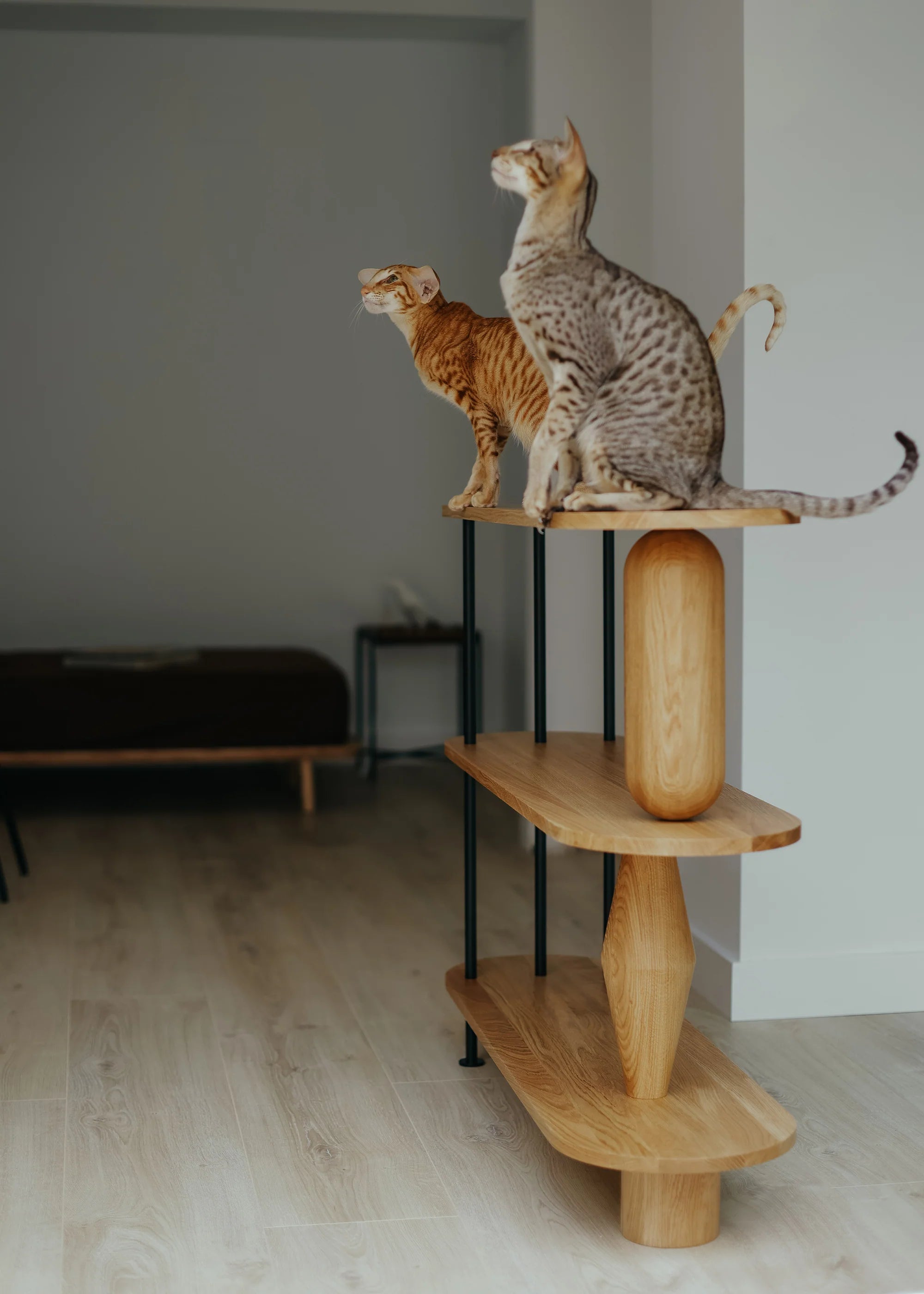 VAZOO Shelf Cream Oak Wood